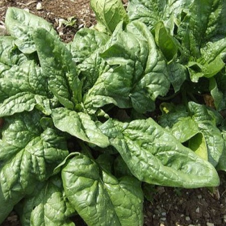 Spinach 'Viroflay'