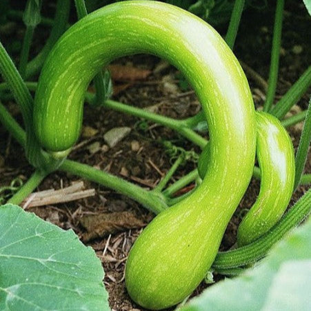 Squash 'Trombetta D'Albenga'