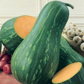 Courge 'Gialla di Napoli'