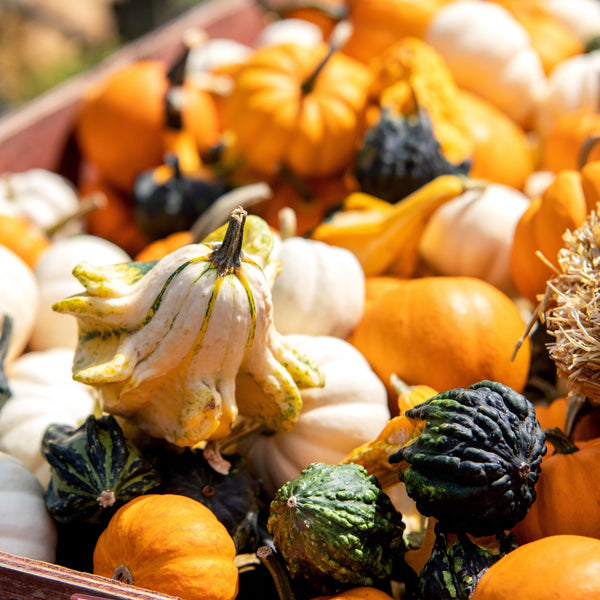 Gourd 'Ornamental Mix'