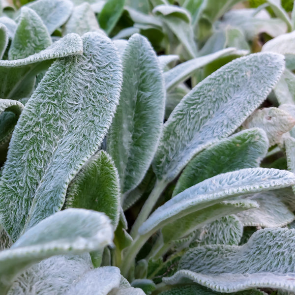 Lamb’s Ear Stachy