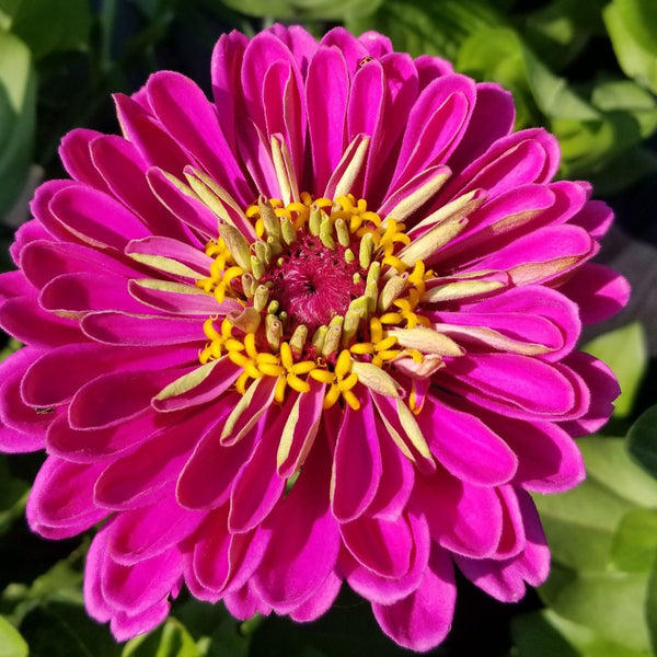 Zinnia 'State Fair' organic