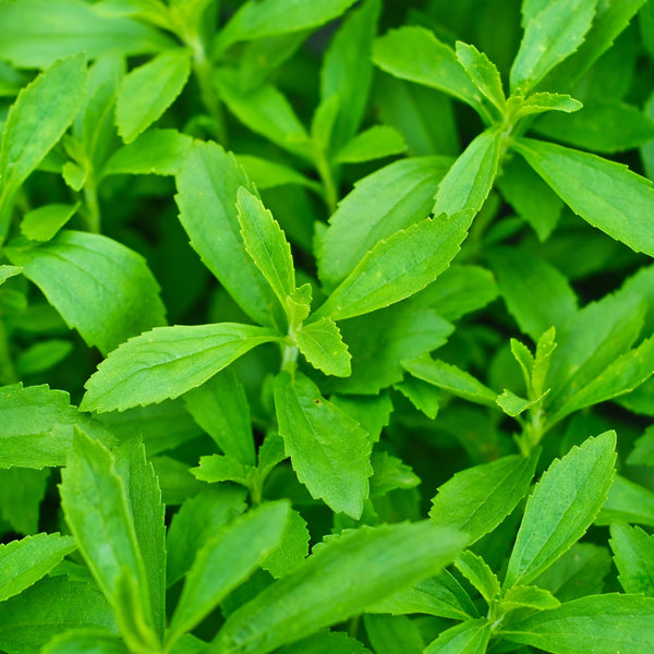 Stevia