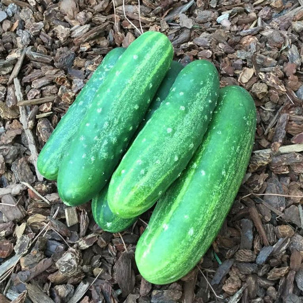 Cucumber 'Straight 8' organic