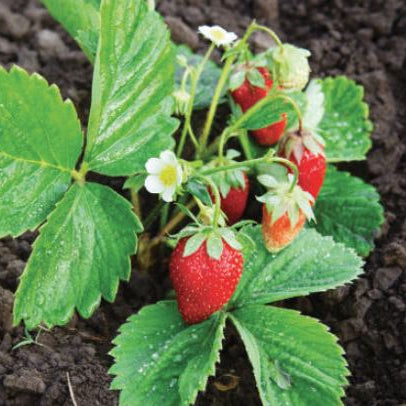 Organic 'Alpine' strawberry