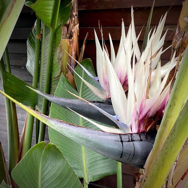 Bird of Paradise