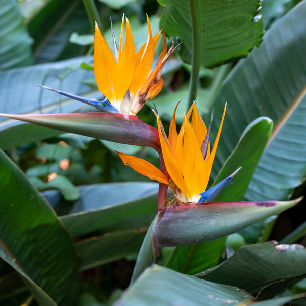 Bird of Paradise – Strelitzia reginae