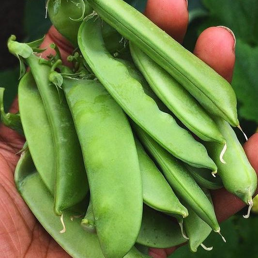 Snow peas 'Sugar Ann' organic