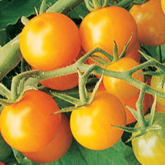 Tomato 'Sundrops' organic