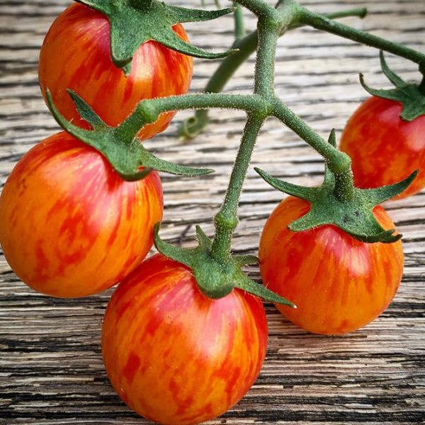 Tomato 'Sunrise Bumblebee' organic