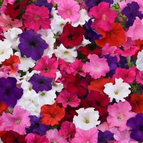 Petunia 'Mixed Cascade' 