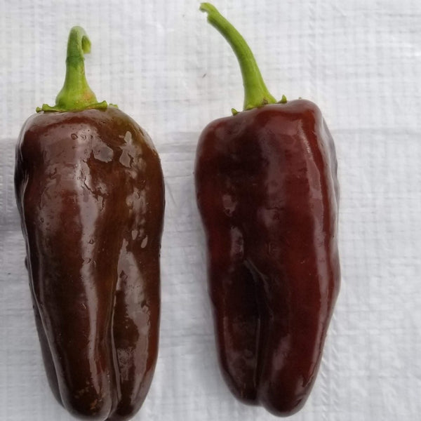 Sweet Pepper 'Sweet Chocolate' 