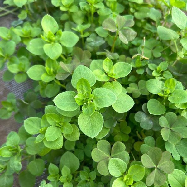 Organic 'Sweet' Marjoram