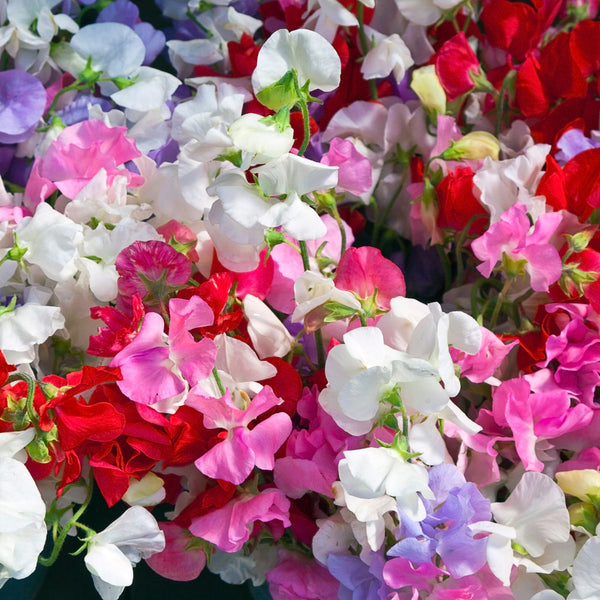 Sweet Pea 'Bijou Mixed Colours'