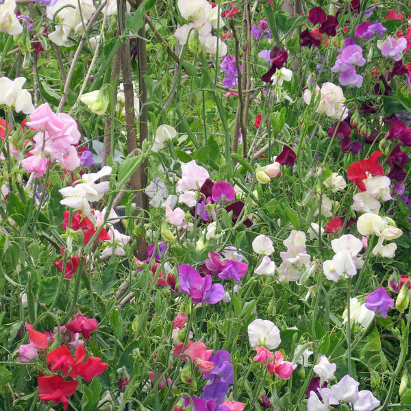 Sweet Pea mix