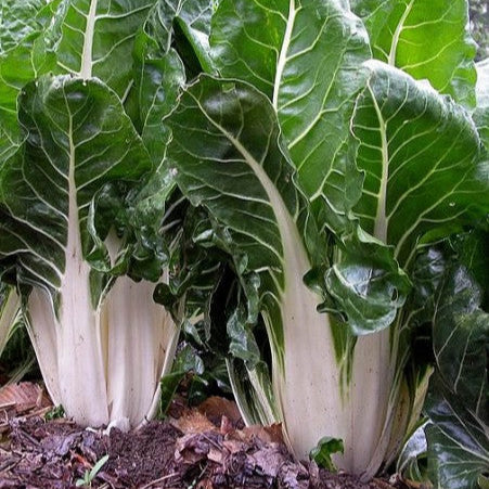 Swiss chard 'Bionda Di Lione 2'