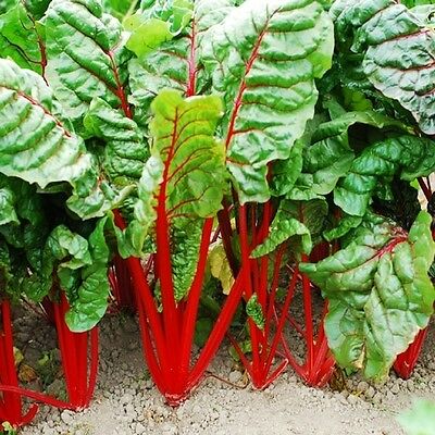 Swiss chard 'Rhubarb Da Coste'