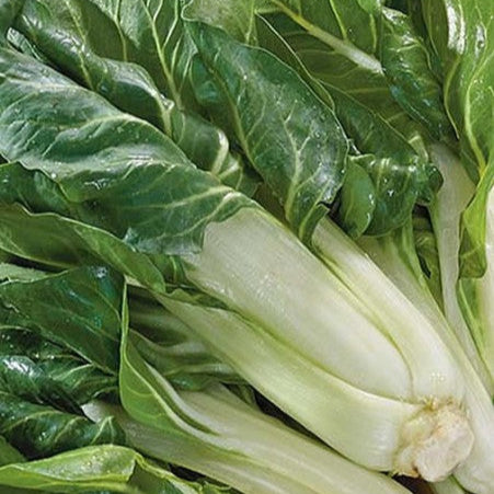 Swiss chard 'Costa Barese'