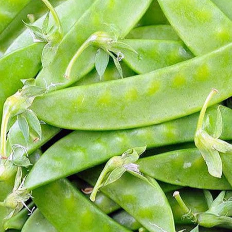 Pois mange-tout grimpant 'Swiss Snow Pea Sugar Pod Mangiatutto'