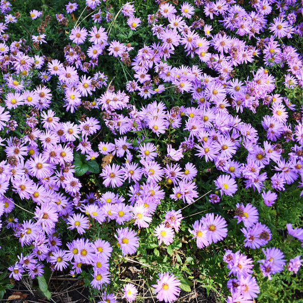 Aster de Laevis