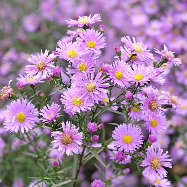 New England Aster