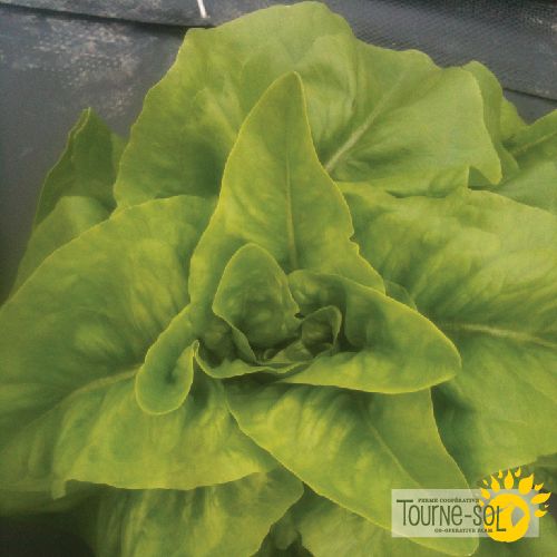 Deer Tongue Green Lettuce