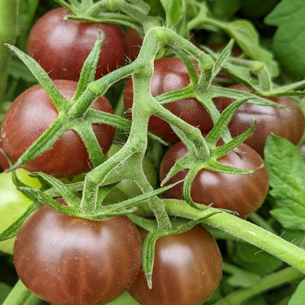 Organic cherry tomato 'Black Opal'