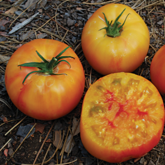 Organic 'Wherokowhai' marbled tomato