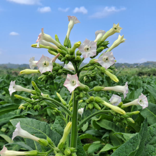 Tobacco  'Only the Lonely'