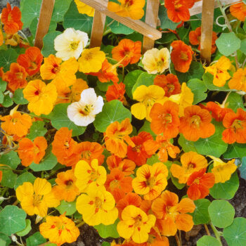 Nasturtium Tall Climbing Mix