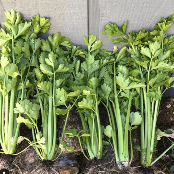 Celery 'Tango' organic