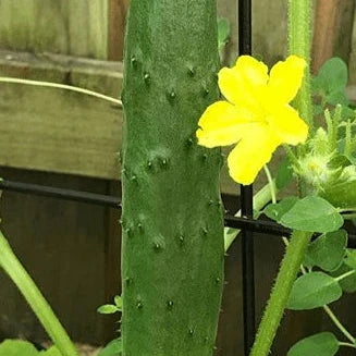 Organic Cucumber 'Tasty Green' F1