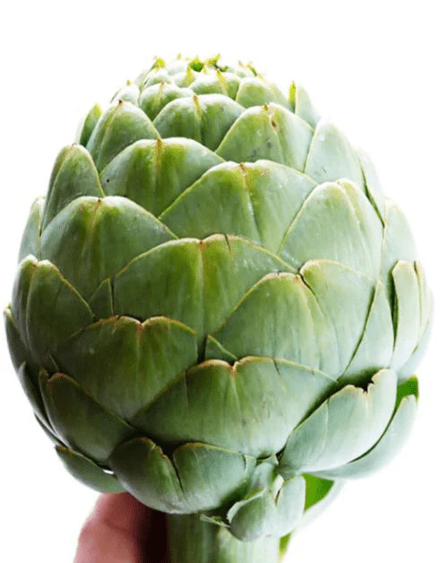 Artichoke 'Tavor' organic