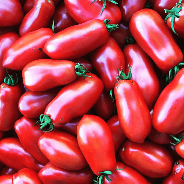 Tomate 'Ten Fingers of Naples' bio