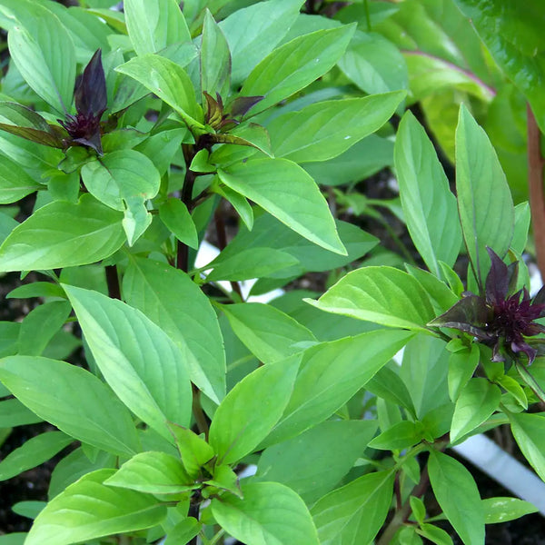 Organic Basil 'Thai Sweet Large Leaf'