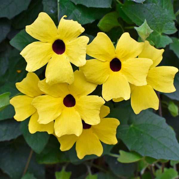 Thunbergia 'Susan Vine aux yeux noirs'