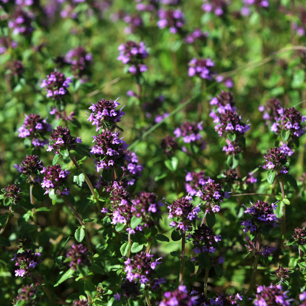 Organic summer thyme