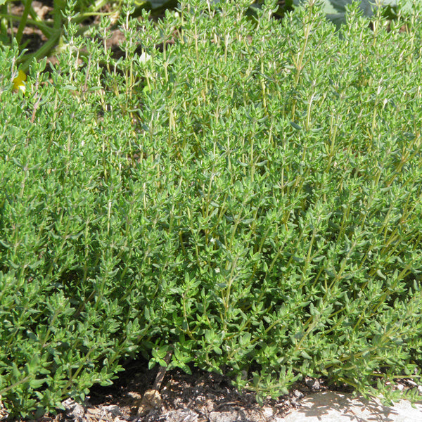 Organic German Thyme