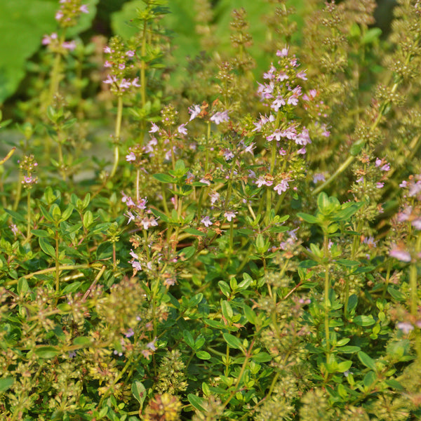 Organic wild thyme