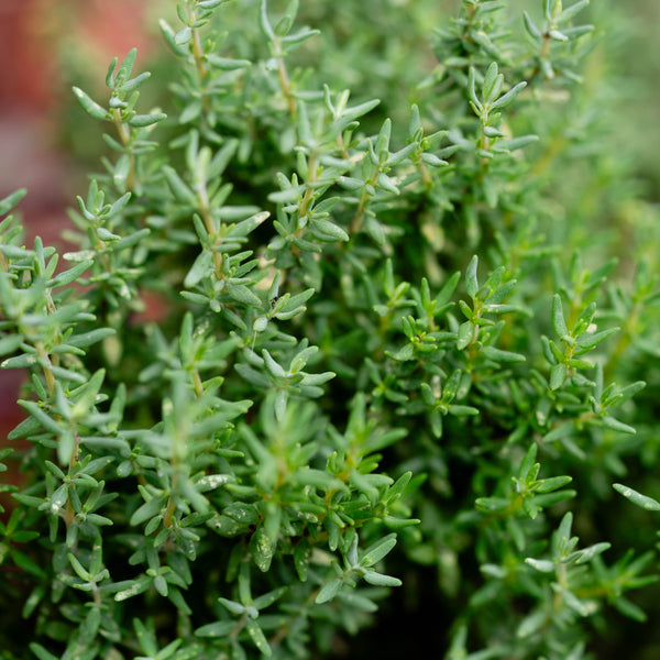 Winter thyme