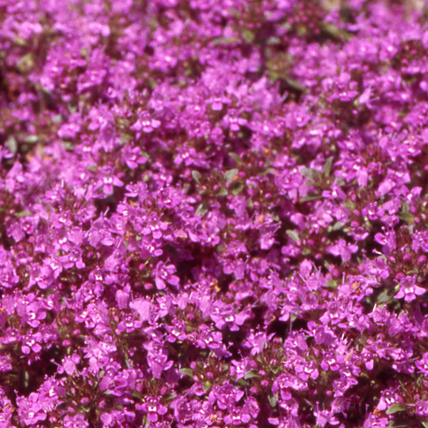 Creeping Thyme 'purple'