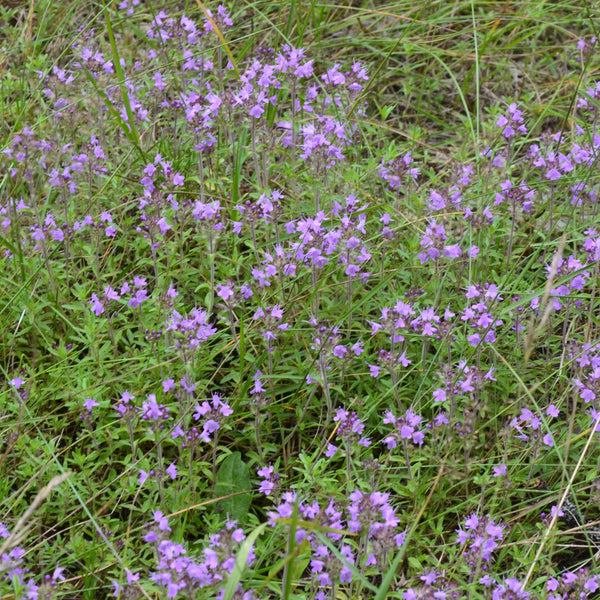 Creeping Thyme