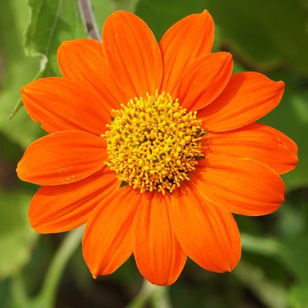 Tithonia  'Torche Mexicaine'