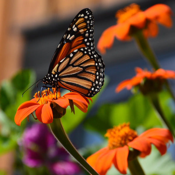 Tithonia Mexicain bio