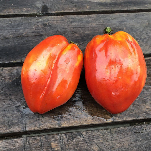 Organic Beef Heart Tomato 'La Pasquale'