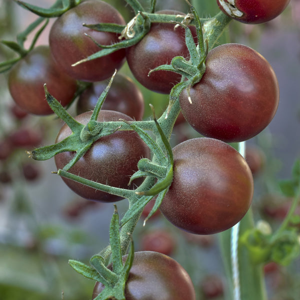 Tomate Cerise Chocolatée