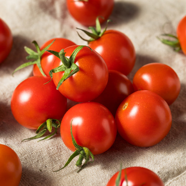 Tomate Cerise 'Bing'