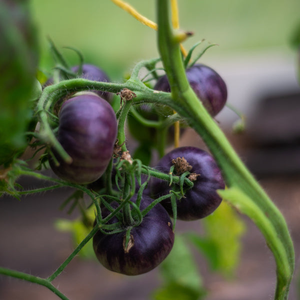 Cherry Tomato 'Blueberry'