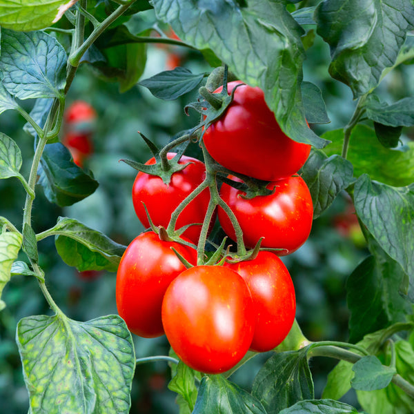 Tomate Italienne Granadero F1