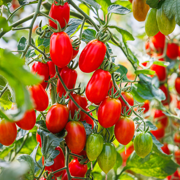 Tomate Italienne Mariana F1